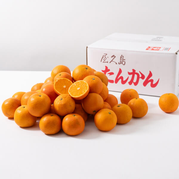 【今期分終了】【想いを贈る春ギフト】屋久島の恵み 濃厚×ジューシーなたんかん ご自宅用（5kg / 10kg）｜ヴィラ・コンコルディアセレクト