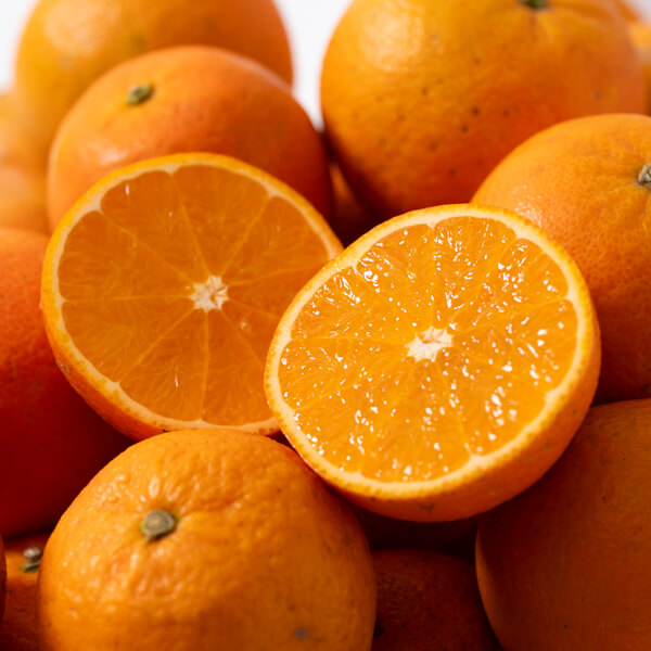 【今期分終了】【想いを贈る春ギフト】屋久島の恵み 濃厚×ジューシーなたんかん（贈答用 5kg：Mサイズ/ Lサイズ）｜ヴィラ・コンコルディアセレクト