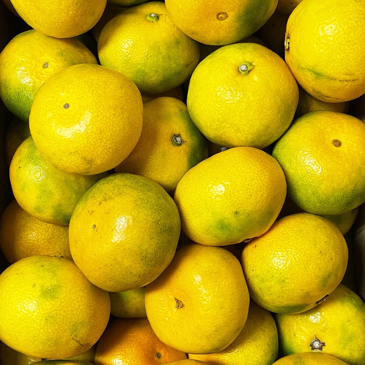 【冬のごちそう便】〈11月上旬出荷予定〉 静岡産温州みかん|熱海セレクト