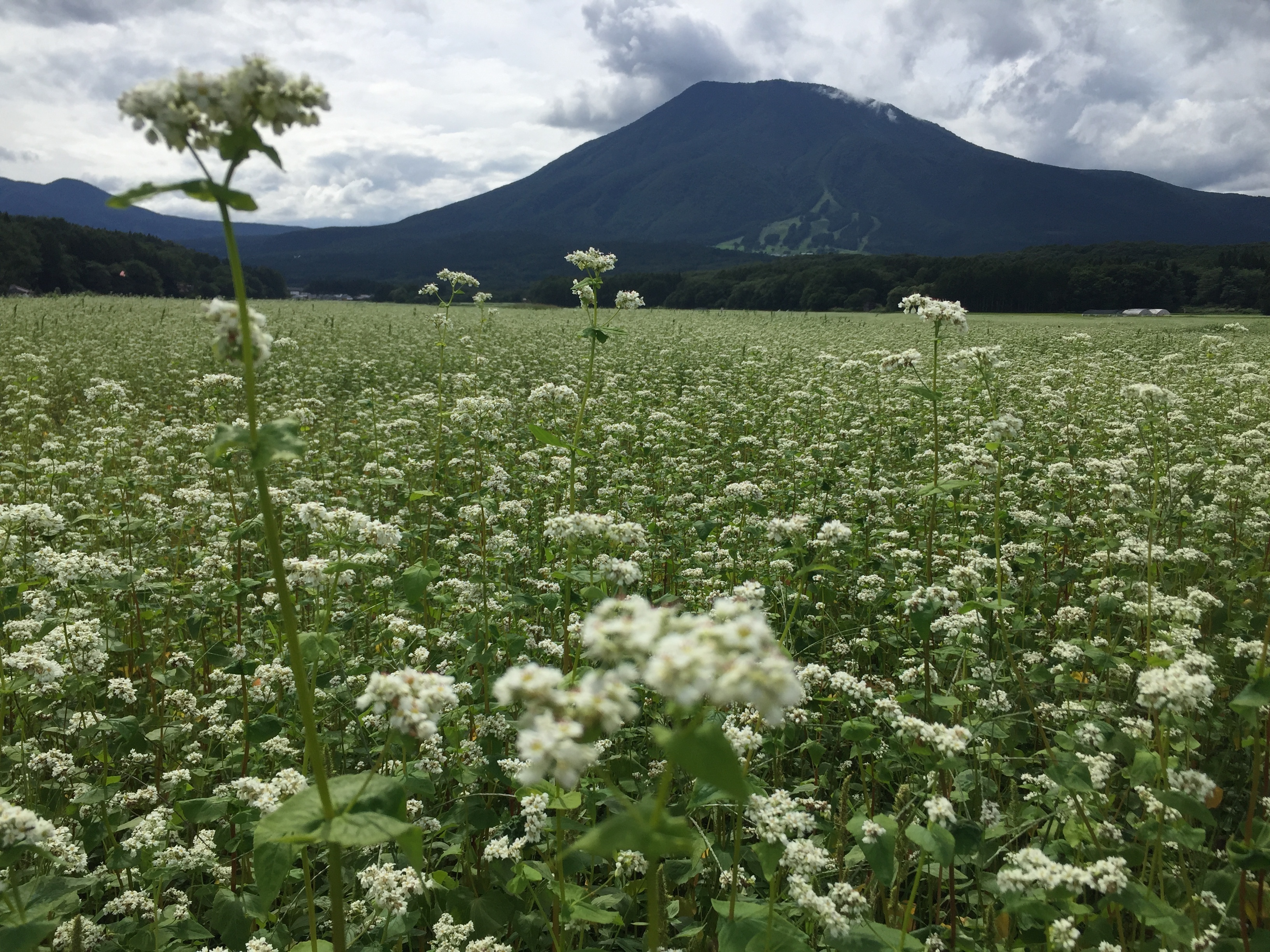 信濃町の蕎麦畑