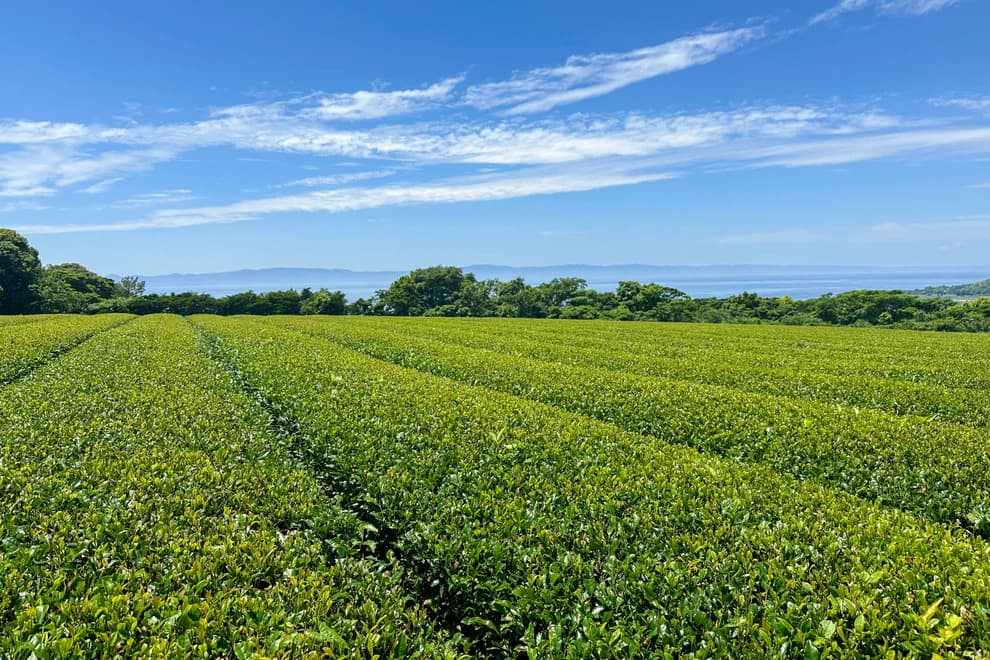 やすまる緑茶
