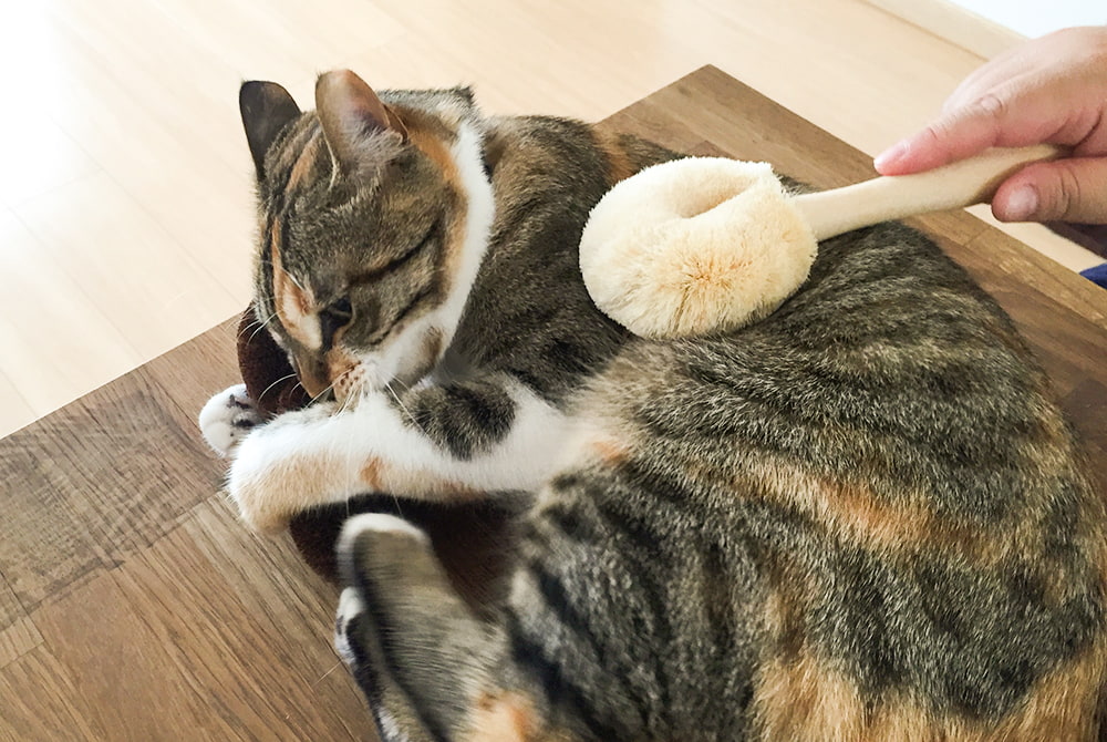 /kmb_cat