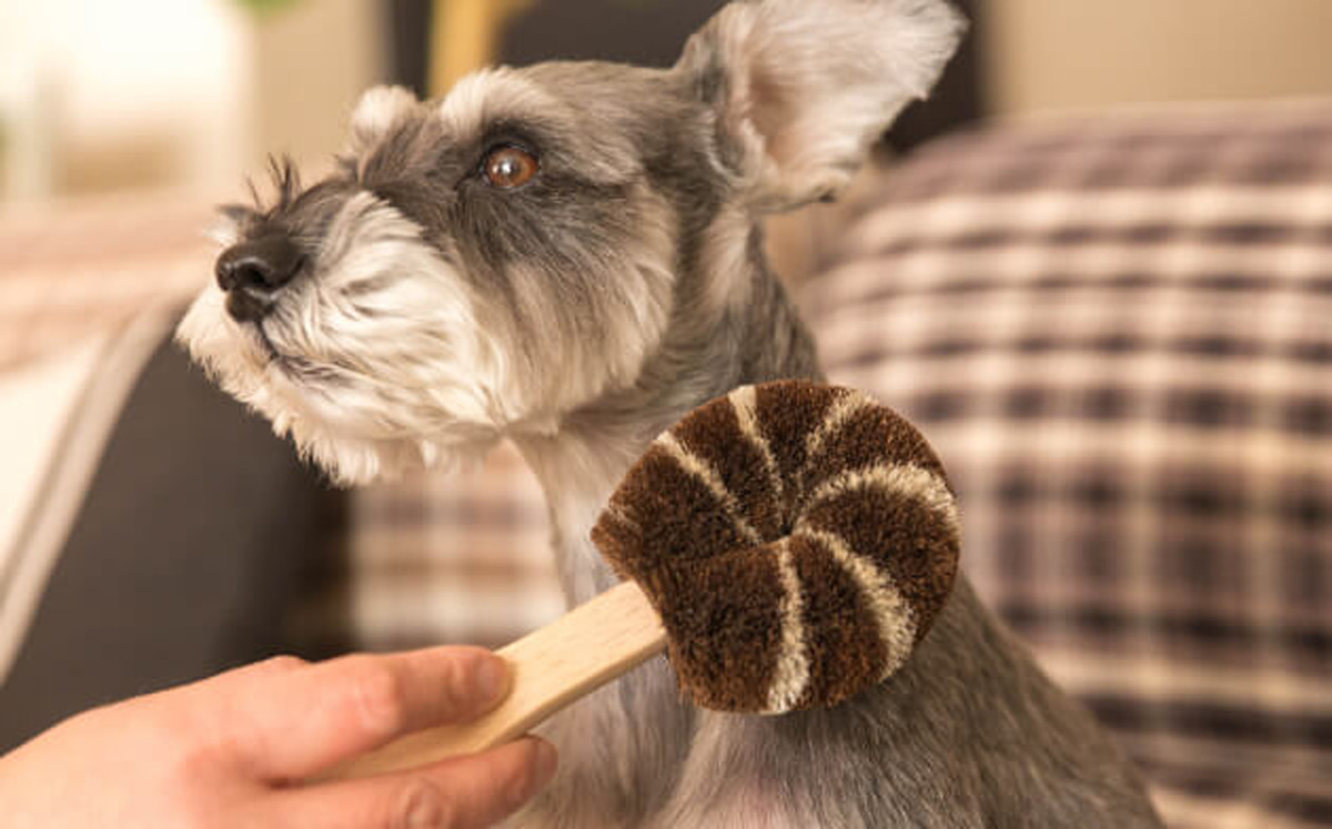 kmb_dog