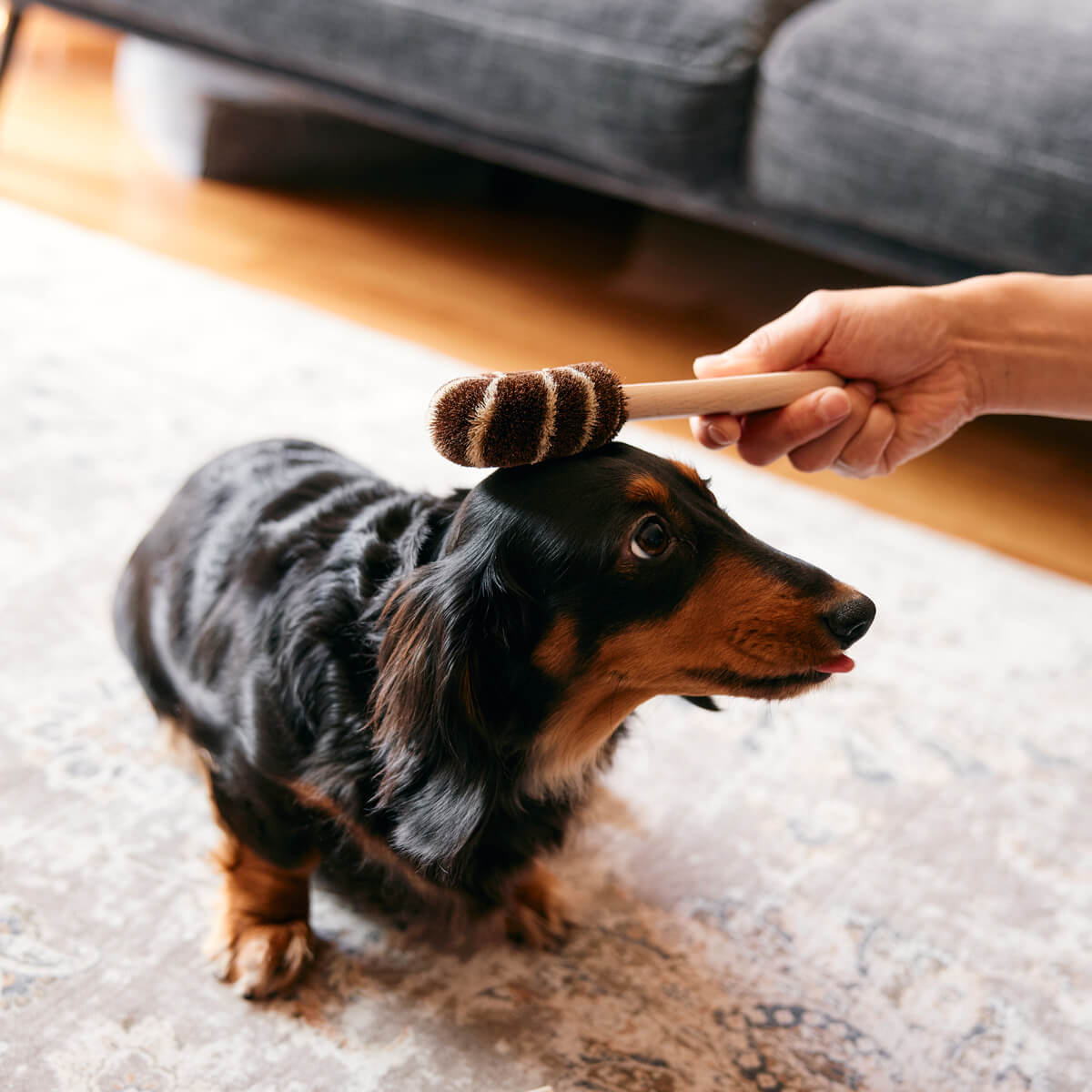 petDogA