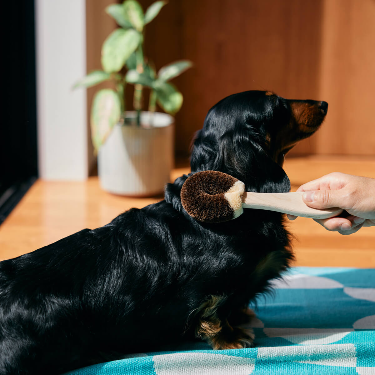 petDogB