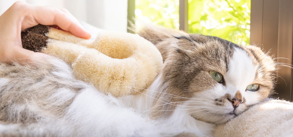 /kmb_cat