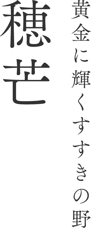 黄金に輝くすすきの野 穂芒