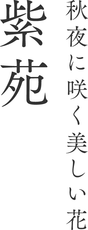 秋夜に咲く美しい花 紫苑