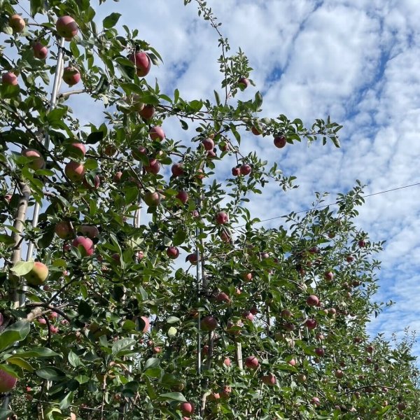 軽井沢セレクト】信州産100%りんごジュース2本セット(シナノリップ